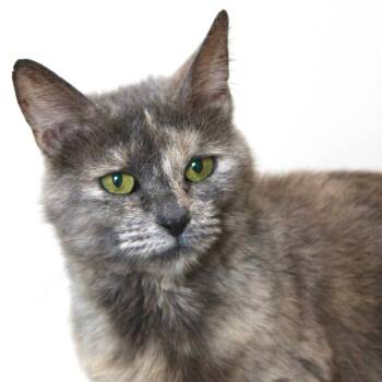 Isadora -  Domestic Short Hair Cat for Adoption in Port Washington, New York - Isadora | PetCurious