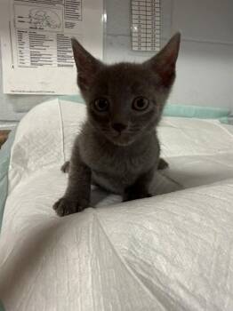 BJORN -  Domestic Short Hair Cat for Adoption in Tallahassee, Florida - BJORN | PetCurious