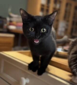 Rescue Bombay and Domestic Short Hair Cats for Adoption in Rossville, Georgia - Fifi | PetCurious