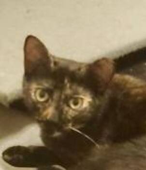 Kodiak (bonded w/ Chiniak) -  Domestic Short Hair Cat for Adoption in San Jose, California - Kodiak (bonded W/ Chiniak) | PetCurious
