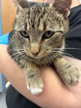 Domestic Short Hair Cats Available for Adoption in Hartsville, South Carolina - Rosalinda | PetCurious
