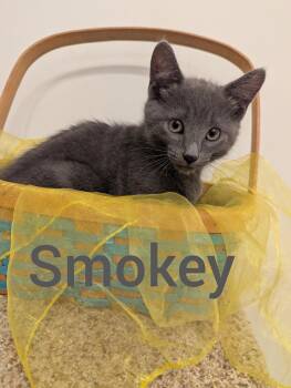 Smokey -  Domestic Short Hair Cat for Adoption in Hoyleton, Illinois - Smokey | PetCurious