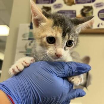 Shadow -  Domestic Short Hair Cat for Adoption in Spokane, Washington - Shadow | PetCurious