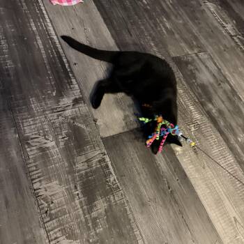 Sable -  Domestic Short Hair Cat for Adoption in Houston, Texas - Sable | PetCurious