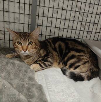 Domestic Short Hair Cats Available for Adoption - Bob | PetCurious