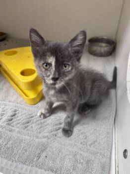 Reina -  Dilute Tortoiseshell Cat for Adoption in Gainesville, Florida - Reina | PetCurious