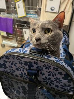 June -  Domestic Short Hair Cat for Adoption in Cincinnati, Ohio - June | PetCurious