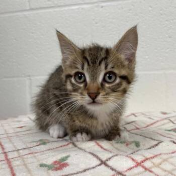 Domestic Short Hair Cats Available for Adoption in Lyndhurst, Virginia - SVAS-Stray-38705 | PetCurious