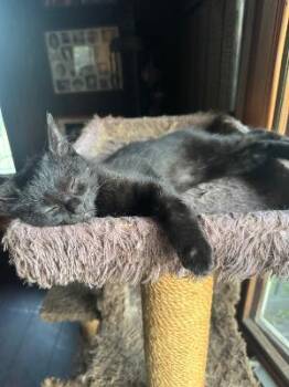 Floyd -  Domestic Short Hair Cat for Adoption in Mokena, Illinois - Floyd | PetCurious
