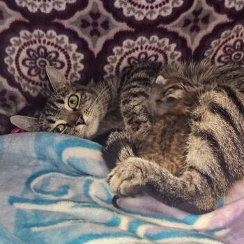 Rescue Domestic Short Hair Cats for Adoption in Watertown, New York - Pattypan | PetCurious