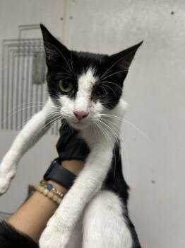 Rescue Domestic Short Hair Cats for Adoption in San Bernardino, California - AMANDA | PetCurious