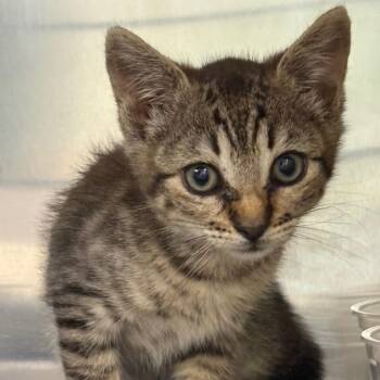 Squirrel -  Domestic Short Hair Cat Available for Adoption in Milton, Florida - Squirrel | PetCurious