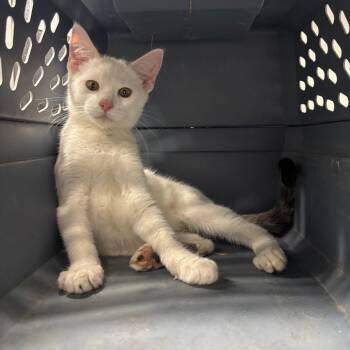 Emerald -  Domestic Short Hair Cat for Adoption in Saint Joseph, Missouri - Emerald | PetCurious