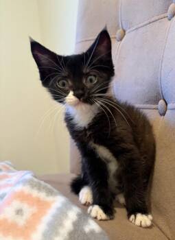 Pebble -  Domestic Short Hair Cat for Adoption in Vancouver, Washington - Pebble | PetCurious