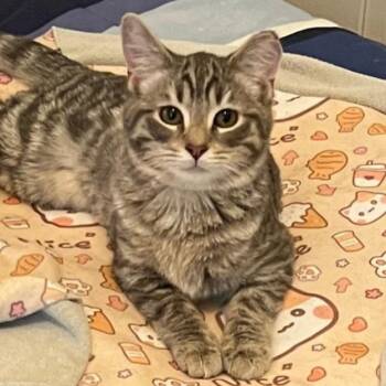 Rescue Tabby and Domestic Short Hair Cats for Adoption in Lombard, Illinois - Boodles | PetCurious