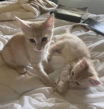 Lewis -  Domestic Short Hair and Tabby Cat for Adoption in Stover, Missouri - Lewis | PetCurious