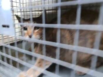 Domestic Short Hair Cats Available for Adoption - SASSAFRASS | PetCurious