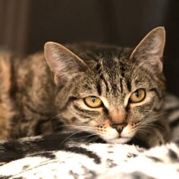Caracal -  Domestic Medium Hair Cat for Adoption in Chilliwack, British Columbia - Caracal | PetCurious