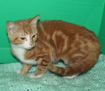 Domestic Short Hair Cats Available for Adoption in Conway, South Carolina - Prissy | PetCurious