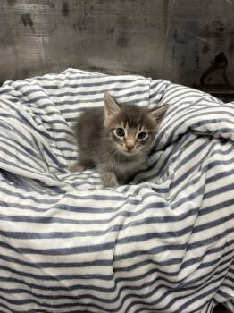 Tabby Cats Available for Adoption in Jurupa Valley, California - Bonsai | PetCurious