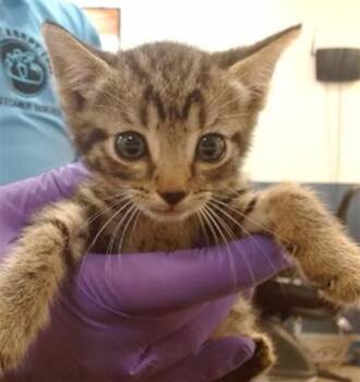 Domestic Short Hair Cats Available for Adoption in Doral, Florida - TOMMY | PetCurious
