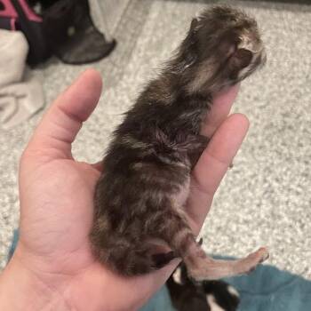 0898-C26 -  Domestic Short Hair Cat for Adoption in Port Charlotte, Florida - 0898-C26 | PetCurious