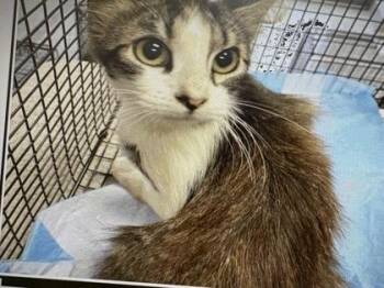 Trunkfish -  Domestic Short Hair Cat for Adoption in Daytona Beach, Florida - Trunkfish | PetCurious
