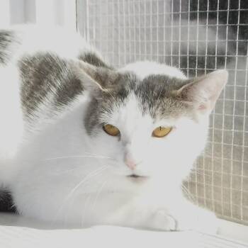 Rescue Tabby Cats for Adoption in Hoquiam, Washington - Diana - Shy, Lots Of Potential | PetCurious