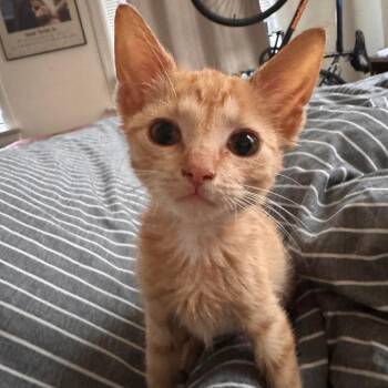 Sunray -  Domestic Short Hair Cat for Adoption in Evanston, Illinois - Sunray | PetCurious