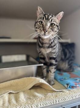 Rescue Domestic Short Hair Cats for Adoption in Columbus, Indiana - Oscar | PetCurious