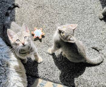 Zig -  Domestic Short Hair Cat for Adoption in Phoenix, Arizona - Zig | PetCurious
