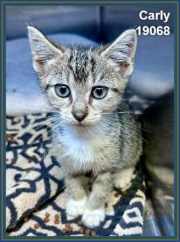 CARLY (see also SAM) -  Domestic Short Hair and Tabby Cat for Adoption in Marietta, Georgia - CARLY (see Also SAM) | PetCurious