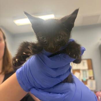 Berlioz -  Domestic Short Hair Cat for Adoption in Milton, Florida - Berlioz | PetCurious