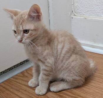 Pockey, Cheeto, Bonnie, and Clyde -  Tabby and Domestic Short Hair Cat for Adoption in San Luis Obispo, California - Pockey, Cheeto, Bonnie, And Clyde | PetCurious