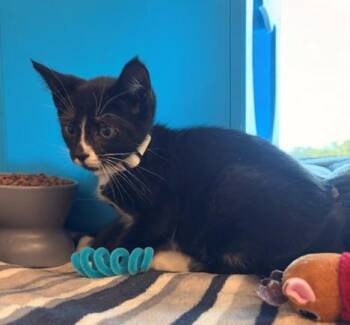 MICAH -  Domestic Short Hair Cat for Adoption in Leesburg, Virginia - MICAH | PetCurious