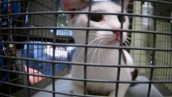 Rescue Domestic Short Hair Cats for Adoption in Tulsa, Oklahoma - SASS | PetCurious