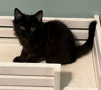 Rescue Domestic Long Hair Cats for Adoption in Fenton, Missouri - Luna | PetCurious