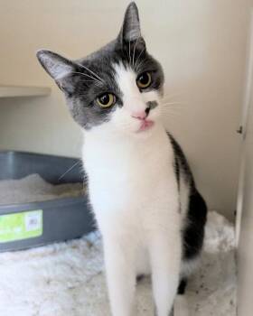 Lillyana -  Domestic Short Hair Cat Available for Adoption in Ocala, Florida - Lillyana | PetCurious