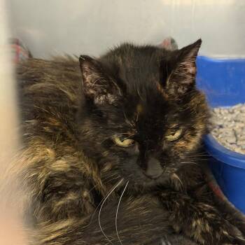 Ethel -  Domestic Medium Hair Cat for Adoption in Hampton Bays, New York - Ethel | PetCurious