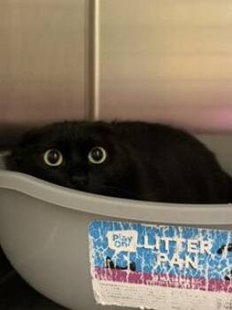 Emily -  Domestic Short Hair Cat for Adoption in Boyne City, Michigan - Emily | PetCurious
