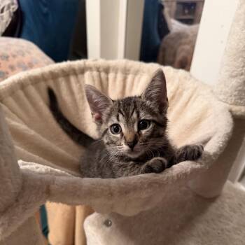 Riley -  Domestic Short Hair Cat for Adoption in Port Richey, Florida - Riley | PetCurious
