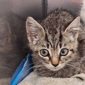 Compass -  Domestic Short Hair Cat for Adoption in Rock Hill, New York - Compass | PetCurious