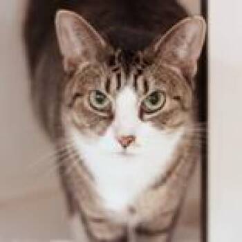 Bertha -  Domestic Short Hair Cat for Adoption in Hilliard, Ohio - Bertha | PetCurious