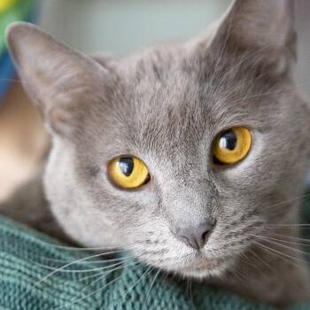 Russian Blue and Domestic Short Hair Cats Available for Adoption in Chicago, Illinois - Fern (& Ivy) | PetCurious