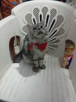 Rescue British Longhair and Persian Cats for Adoption in Brampton, Ontario - Julien | PetCurious