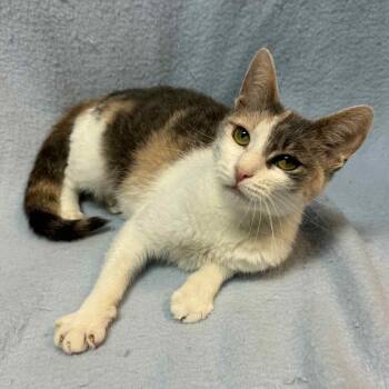 Rescue Domestic Short Hair Cats for Adoption in Waterloo, Iowa - Pam | PetCurious