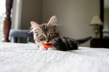 Fifi -  Domestic Long Hair and Tabby Cat for Adoption in Harpers Ferry, West Virginia - Fifi | PetCurious