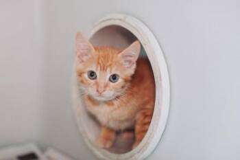 92291A Fluff Bottom-PetSmart Westa Ashley -  Domestic Short Hair Cat for Adoption in North Charleston, South Carolina - 92291A Fluff Bottom-PetSmart Westa Ashley | PetCurious