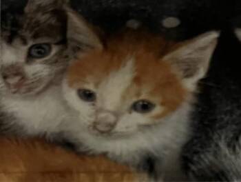 Domestic Short Hair Cats Available for Adoption - Eggnog | PetCurious