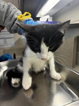 Trending -  Domestic Short Hair Cat for Adoption in Wichita, Kansas - Trending | PetCurious